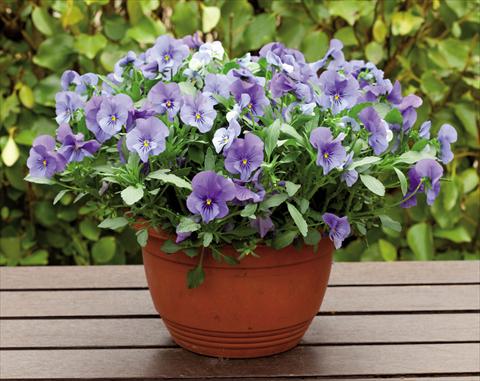Photos von Blumenvarianten benutzt als: Beet, Topf oder Ampel Viola wittrockiana Superba Basket True Blue