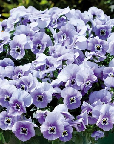 Photos von Blumenvarianten benutzt als: Beet, Topf oder Ampel Viola wittrockiana Superba Basket Marina