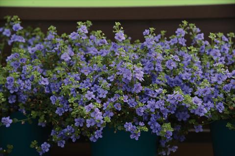 Photos von Blumenvarianten benutzt als: Topf und Beet Bacopa (Sutera cordata) Bacopa fiore doppio bianco e blu mix