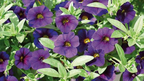 Photos von Blumenvarianten benutzt als: Beet, Topf oder Ampel Calibrachoa Kabloom Blu