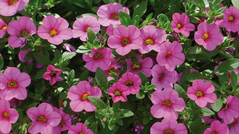 Photos von Blumenvarianten benutzt als: Beet, Topf oder Ampel Calibrachoa Kabloom Pink