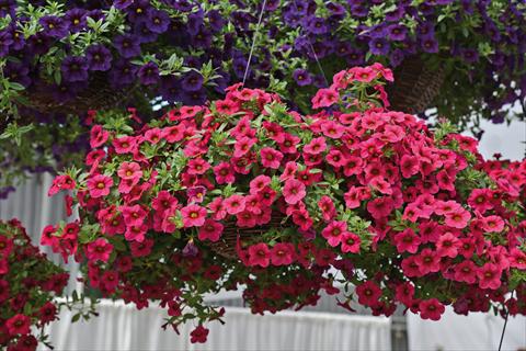 Photos von Blumenvarianten benutzt als: Beet, Topf oder Ampel Calibrachoa Kabloom Rose
