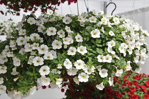 Photos von Blumenvarianten benutzt als: Beet, Topf oder Ampel Calibrachoa Kabloom White