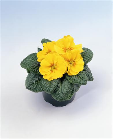 Photos von Blumenvarianten benutzt als: Ampel/Topf Primula acaulis, veris, vulgaris Salome Golden Yellow