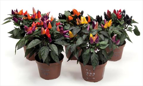 Photos von Blumenvarianten benutzt als: Topf und Beet Capsicum annuum Fuego mix