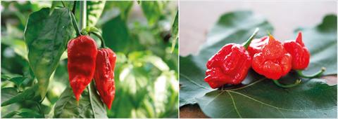 Photos von Blumenvarianten benutzt als: Topf und Beet Capsicum chinense NagaMorich RedSkorpion