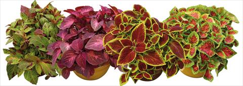 Photos von Blumenvarianten benutzt als: Topf und Beet Coleus Sun mix