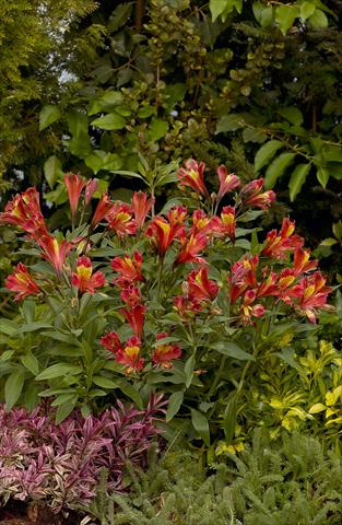 Photos von Blumenvarianten benutzt als: Beet- / Rabattenpflanze Alstroemeria Inca® Adore