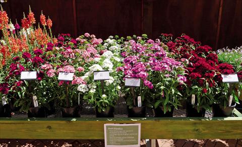 Photos von Blumenvarianten benutzt als: Topf Dianthus Dash Mix