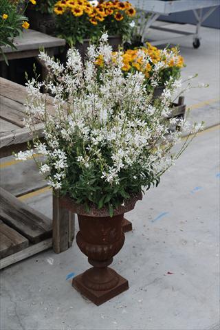 Photos von Blumenvarianten benutzt als: Topf Gaura lindheimeri Sparkle White