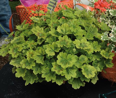 Photos von Blumenvarianten benutzt als: Topf und Beet Pelargonium odoratissimum Geranio variegato giallo-verde