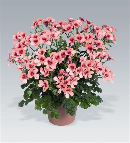 Photos von Blumenvarianten benutzt als: Ampel/Topf Pelargonium crispum Angeleyes Orange
