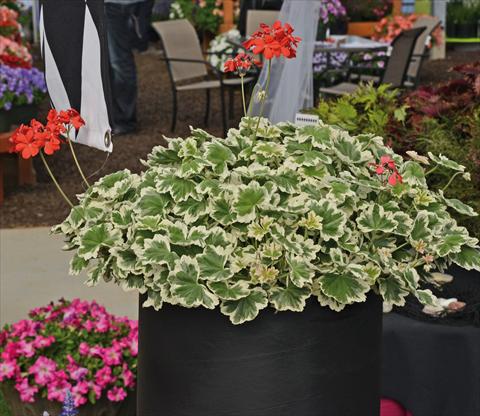 Photos von Blumenvarianten benutzt als: Topf und Beet Pelargonium odoratissimum Geranio variegato verde-bianco