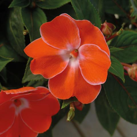 Photos von Blumenvarianten benutzt als: Topf, Beet, Terrasse, Ampel Impatiens N. Guinea Paradise Sweethearth Orange