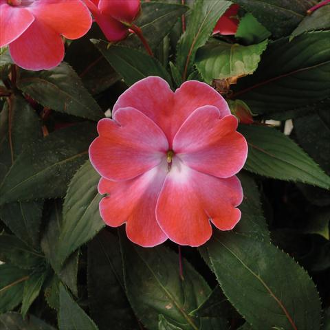 Photos von Blumenvarianten benutzt als: Topf, Beet, Terrasse, Ampel Impatiens N. Guinea Paradise Sweethearth Rose