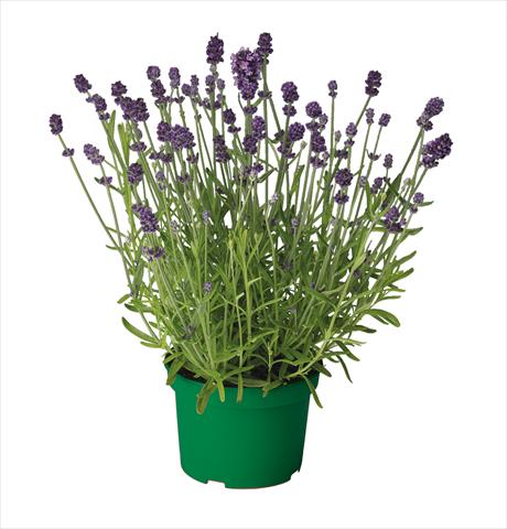 Photos von Blumenvarianten benutzt als: Topf und Beet Lavandula Ellegance Purple