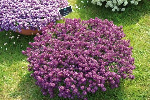 Photos von Blumenvarianten benutzt als: Topf und Beet Lobularia maritima Purple Stream