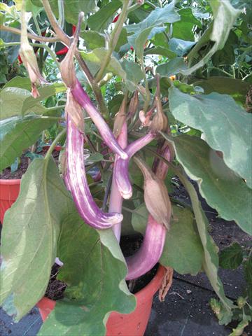 Photos von Blumenvarianten benutzt als: Topf und Beet Solanum melongena (melanzana) Melanzana Coiba