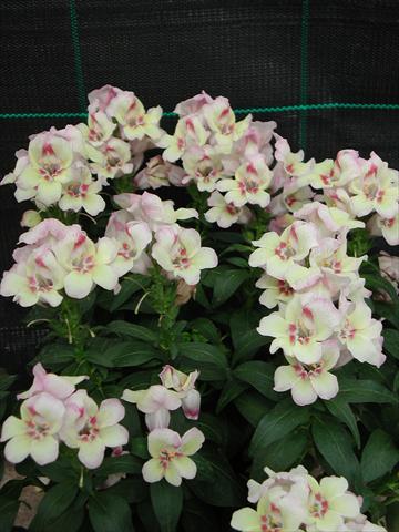 Photos von Blumenvarianten benutzt als: Ampel/Topf Antirrhinum majus Antirinca Peachy