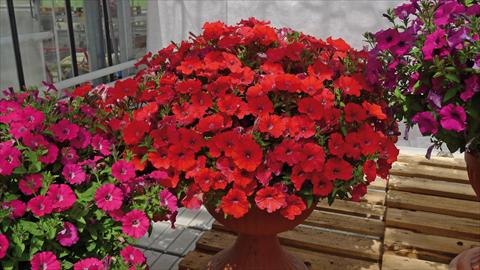 Photos von Blumenvarianten benutzt als: Beet, Topf oder Ampel Petunia hybrida Baby Gioconda Rosso