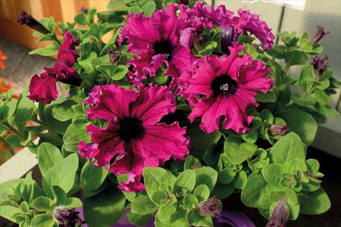 Photos von Blumenvarianten benutzt als: Beet, Topf oder Ampel Petunia hybrida Compatta Frangiata Purple