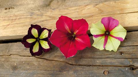 Photos von Blumenvarianten benutzt als: Beet, Topf oder Ampel Petunia hybrida Crazy Mix
