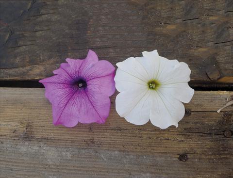 Photos von Blumenvarianten benutzt als: Beet, Topf oder Ampel Petunia grandiflora Gigante Mix