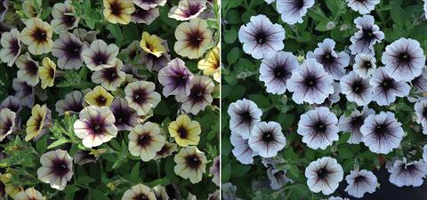 Photos von Blumenvarianten benutzt als: Beet, Topf oder Ampel Petunia hybrida Mistero Mix