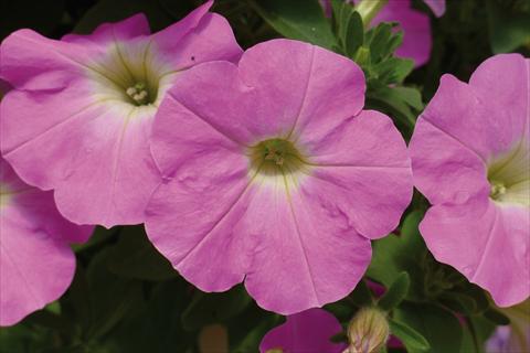 Photos von Blumenvarianten benutzt als: Beet, Topf oder Ampel Petunia hybrida Ray Baroque Pink