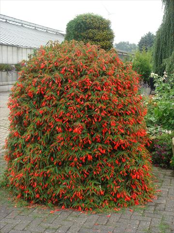 Photos von Blumenvarianten benutzt als: Beet- / Rabattenpflanze Begonia boliviensis Bonfire