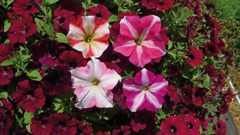 Photos von Blumenvarianten benutzt als: Beet, Topf oder Ampel Petunia hybrida Stellato Mix