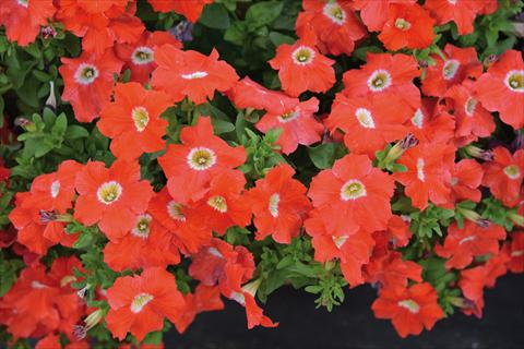Photos von Blumenvarianten benutzt als: Beet, Topf oder Ampel Petunia hybrida Tango Arancio
