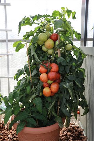 Photos von Blumenvarianten benutzt als: Topf und Beet Solanum lycopersicum (pomodoro) Pomodoro F1 Big League