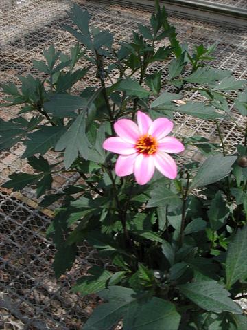 Photos von Blumenvarianten benutzt als: Beet- / Rabattenpflanze Dahlia Mystic Lady Candy Eyes