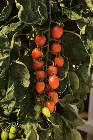 Photos von Blumenvarianten benutzt als: Topf und Beet Solanum lycopersicum (pomodoro) Pomodoro F1 Plum Arancio