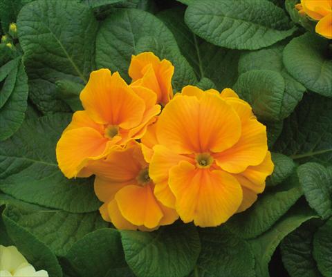 Photos von Blumenvarianten benutzt als: Topf und Beet Primula acaulis Diana Arancio