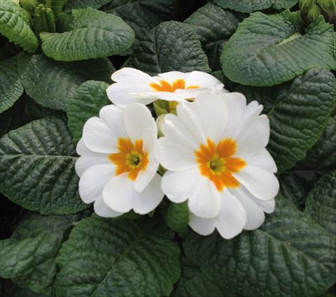 Photos von Blumenvarianten benutzt als: Topf und Beet Primula acaulis Diana Bianco