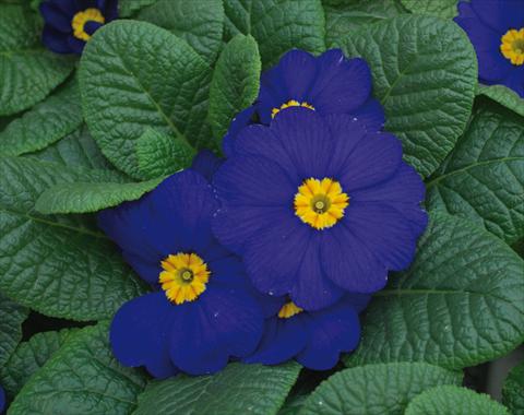 Photos von Blumenvarianten benutzt als: Topf und Beet Primula acaulis Diana Blu