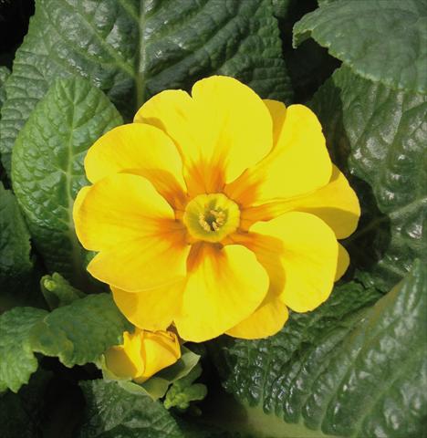 Photos von Blumenvarianten benutzt als: Topf und Beet Primula acaulis Diana Giallo