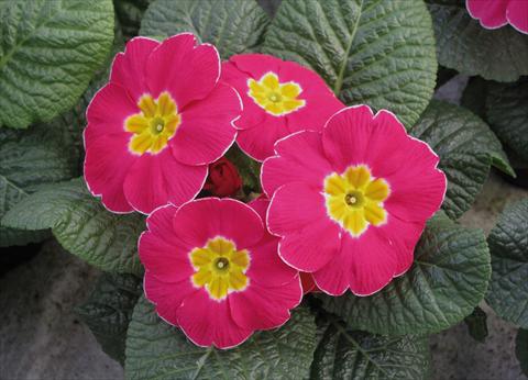 Photos von Blumenvarianten benutzt als: Topf und Beet Primula acaulis Diana Rosa