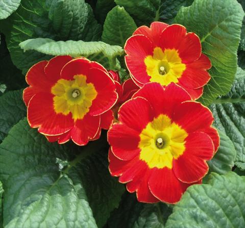 Photos von Blumenvarianten benutzt als: Topf und Beet Primula acaulis Diana Rosso
