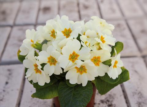 Photos von Blumenvarianten benutzt als: Topf und Beet Primula acaulis, veris, vulgaris Multiflora da Giardino Crema