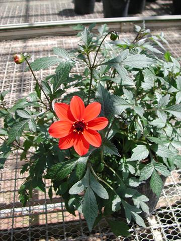 Photos von Blumenvarianten benutzt als: Beet- / Rabattenpflanze Dahlia Mystic Lady Scarlet Fern