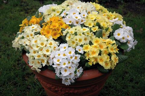 Photos von Blumenvarianten benutzt als: Topf und Beet Primula acaulis, veris, vulgaris Multiflora da giardino mix