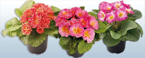 Photos von Blumenvarianten benutzt als: Topf und Beet Primula acaulis, veris, vulgaris Primula Rifiorente Elodie Mix