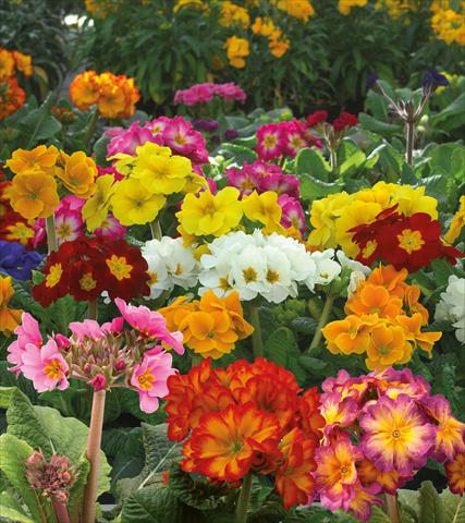 Photos von Blumenvarianten benutzt als: Topf und Beet Primula elatior Rifiorente Stiletto Mix