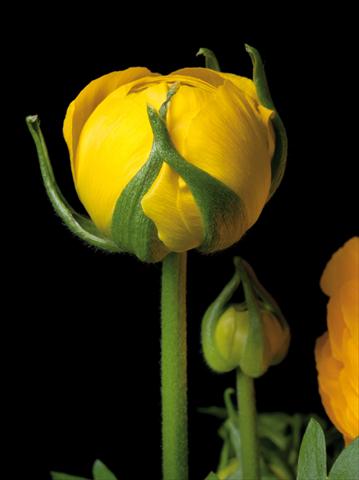 Photos von Blumenvarianten benutzt als: Topf und Beet Ranunculus hybrida Sprinkles Giallo