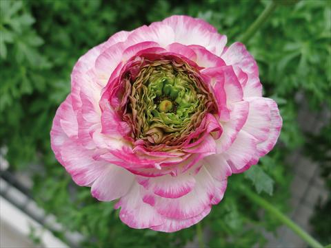 Photos von Blumenvarianten benutzt als: Topf und Beet Ranunculus hybrida Sprinkles Pink Bicolor
