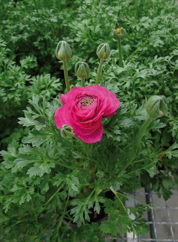 Photos von Blumenvarianten benutzt als: Topf und Beet Ranunculus hybrida Sprinkles Rosa
