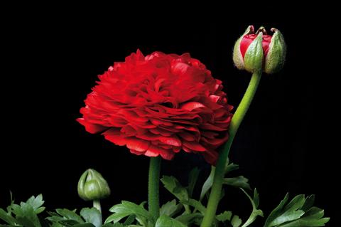 Photos von Blumenvarianten benutzt als: Topf und Beet Ranunculus hybrida Ranunculus Sprinkles Rosso
